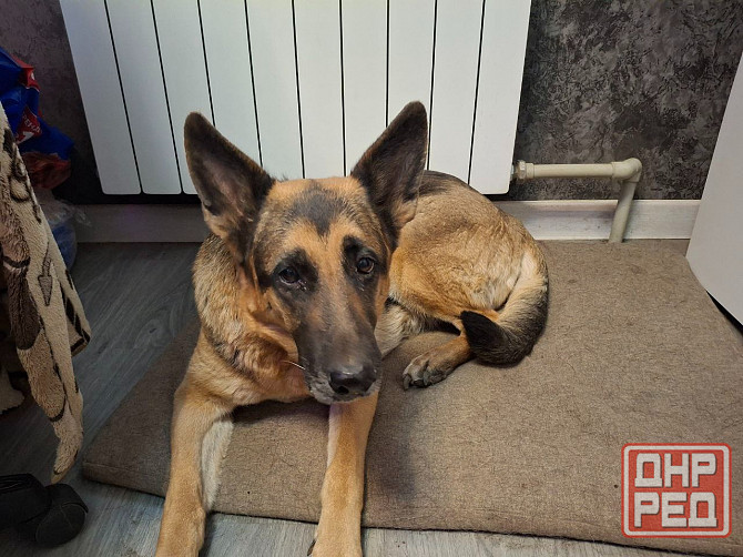 Отдам даром Немецкая овчарка 8 лет Макеевка - изображение 2