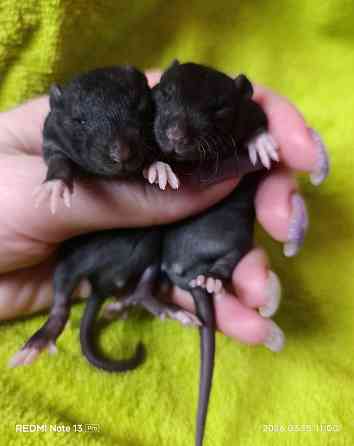 Мальчики крысята рекс Донецк