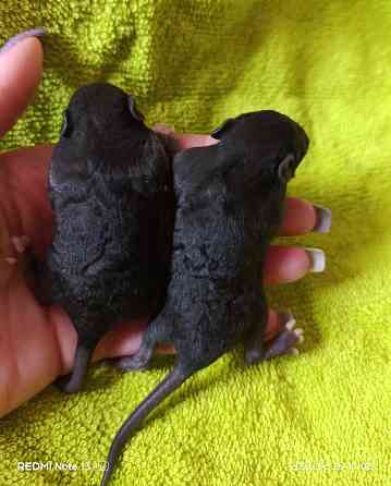 Мальчики крысята рекс Донецк