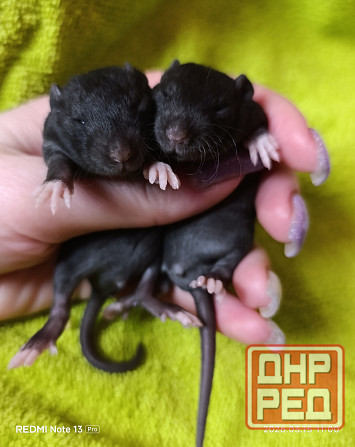 Мальчики крысята рекс Донецк - изображение 1