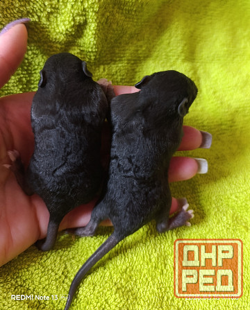 Мальчики крысята рекс Донецк - изображение 2