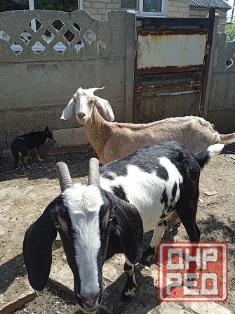 Молоко нубийских коз Донецк - изображение 1