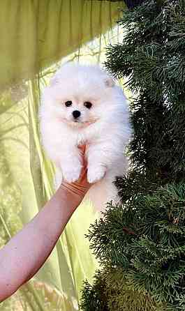 Мальчик Померанский Шпиц Донецк