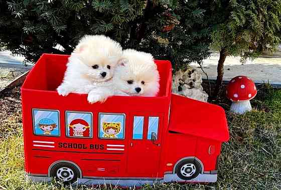 Мальчик Померанский Шпиц Донецк