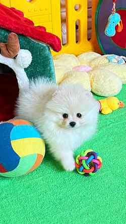 Мальчик Померанский Шпиц Донецк