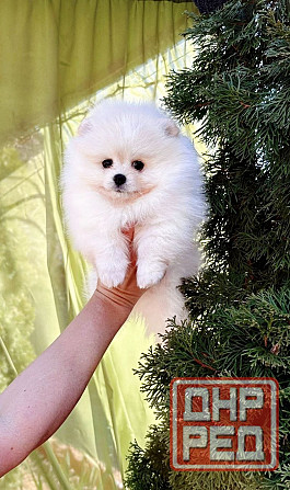 Мальчик Померанский Шпиц Донецк - изображение 1