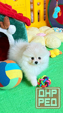 Мальчик Померанский Шпиц Донецк - изображение 3