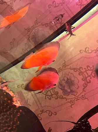 Продам дискусов Донецк