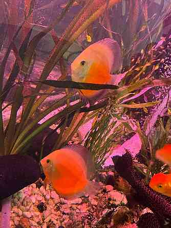 Продам дискусов Донецк