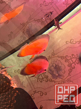 Продам дискусов Донецк - изображение 2