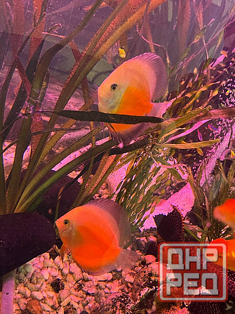 Продам дискусов Донецк - изображение 1