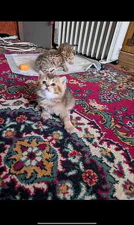 Продажа котят Донецк