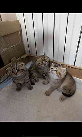 Продажа котят Донецк