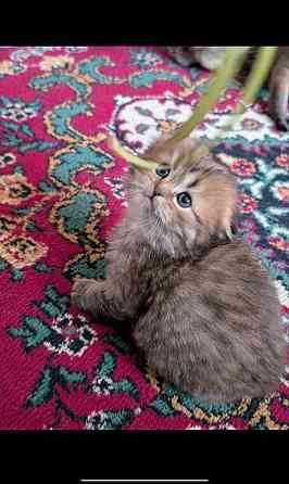 Продажа котят Донецк