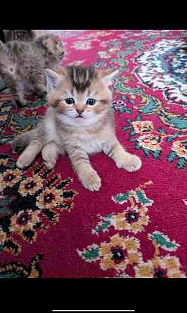 Продажа котят Донецк