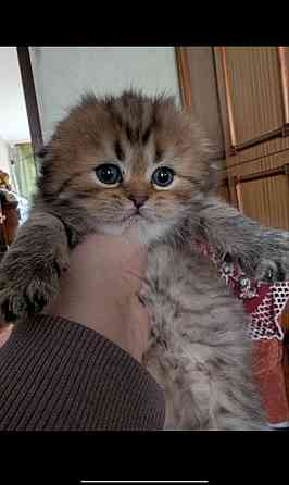 Продажа котят Донецк