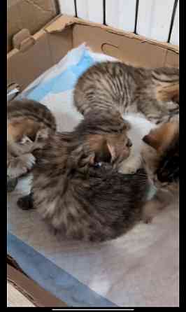 Продажа котят Донецк