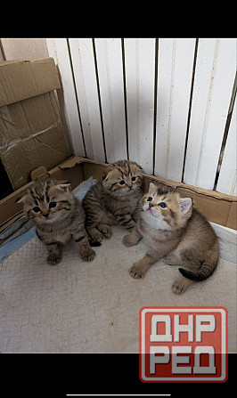 Продажа котят Донецк - изображение 1