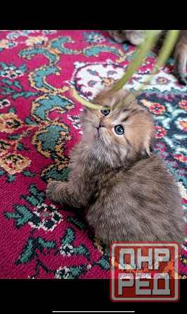 Продажа котят Донецк - изображение 4