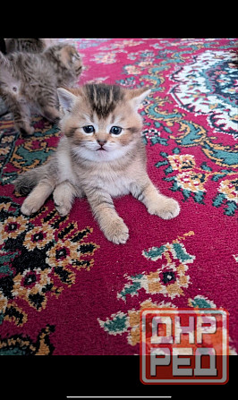 Продажа котят Донецк - изображение 5