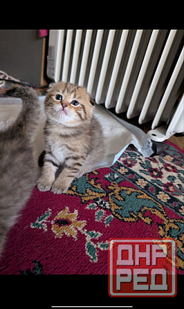 Продажа котят Донецк - изображение 7