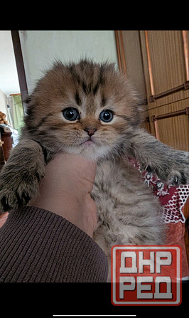 Продажа котят Донецк - изображение 6