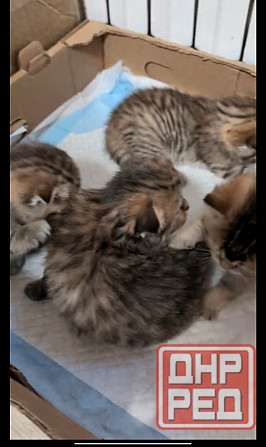 Продажа котят Донецк - изображение 2