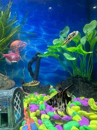 Карликовый тетрадон Донецк