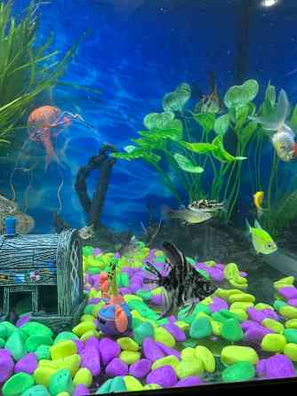 Карликовый тетрадон Донецк