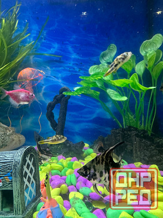 Карликовый тетрадон Донецк - изображение 1