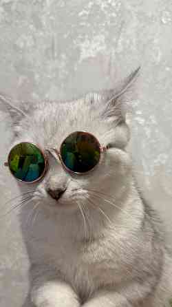 Галантный кавалер скоттиш-страйт приглашает на свидание. Донецк