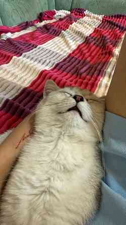 Галантный кавалер скоттиш-страйт приглашает на свидание. Донецк