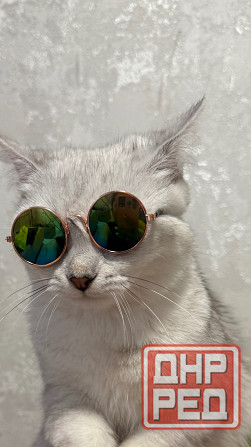 Галантный кавалер скоттиш-страйт приглашает на свидание. Донецк - изображение 1