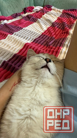 Галантный кавалер скоттиш-страйт приглашает на свидание. Донецк - изображение 2