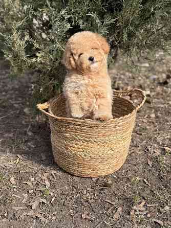 Мальтипу F1 Донецк