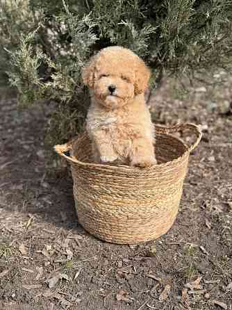 Мальтипу F1 Донецк