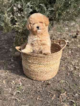 Мальтипу F1 Донецк