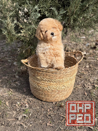 Мальтипу F1 Донецк - изображение 1