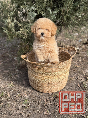 Мальтипу F1 Донецк - изображение 3