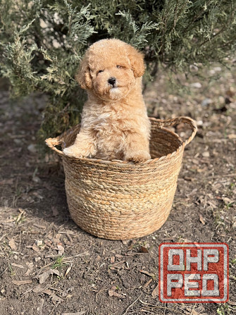 Мальтипу F1 Донецк - изображение 2