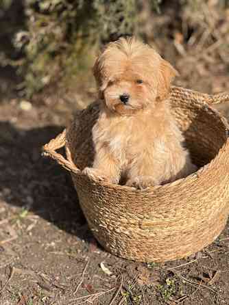 Maльтипу f1 Донецк