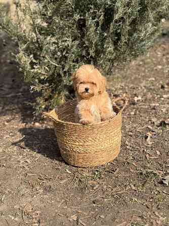 Maльтипу f1 Донецк