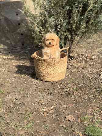 Maльтипу f1 Донецк