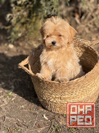 Maльтипу f1 Донецк - изображение 4