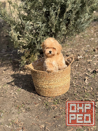 Maльтипу f1 Донецк - изображение 2