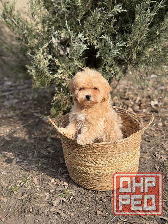 Maльтипу f1 Донецк - изображение 1