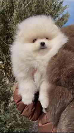 Померанский шпиц Донецк