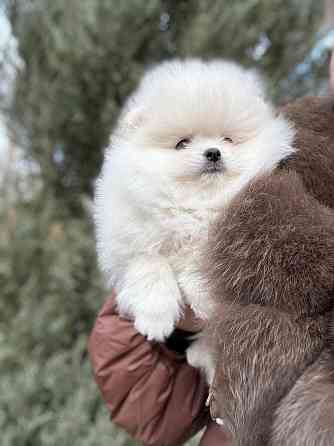 Померанский шпиц Донецк