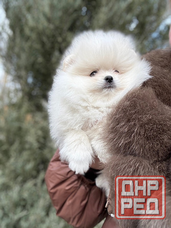 Померанский шпиц Донецк - изображение 1