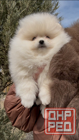 Померанский шпиц Донецк - изображение 2